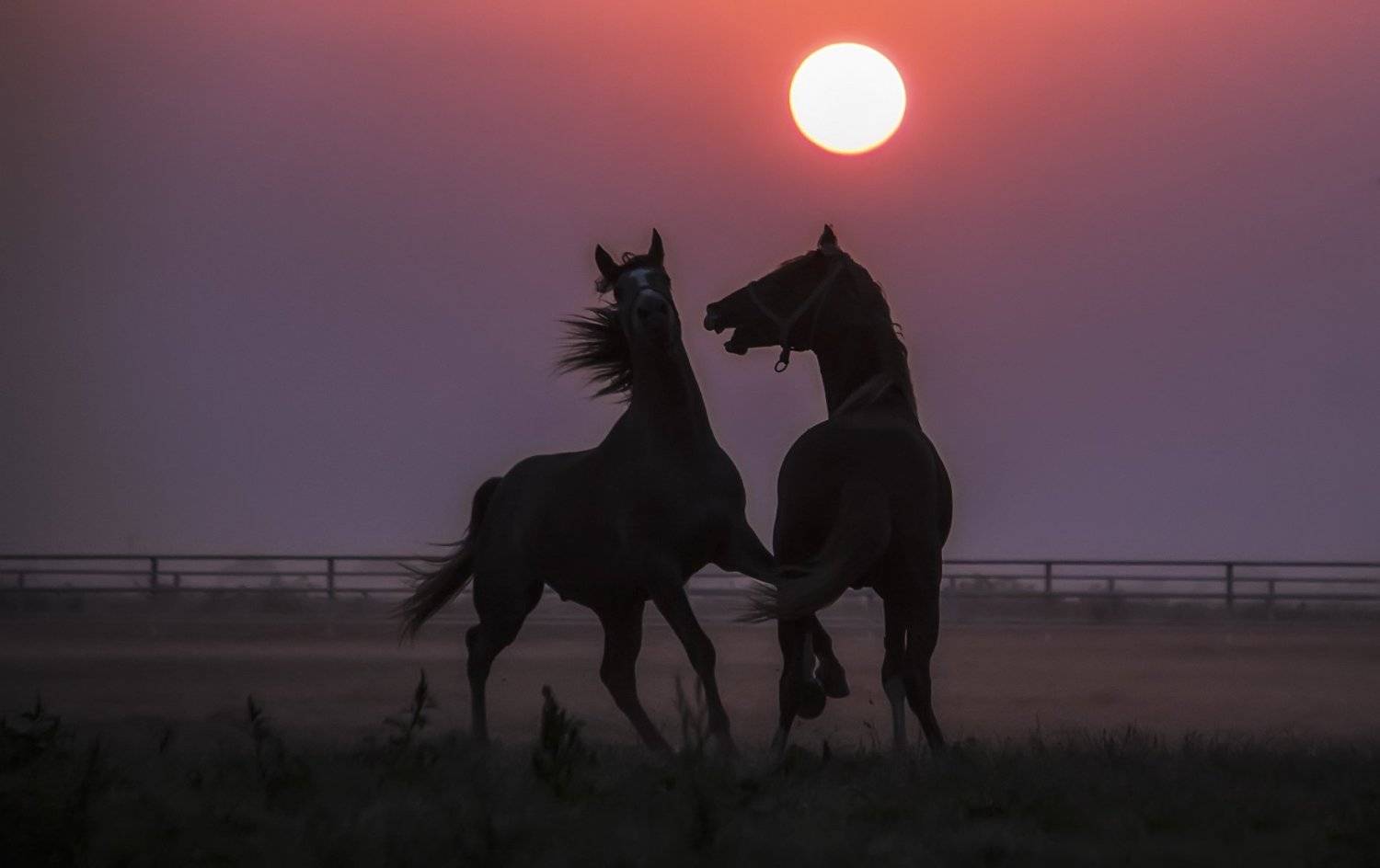 hores,lenscepe,animal, ORHAN K&Ouml;SE