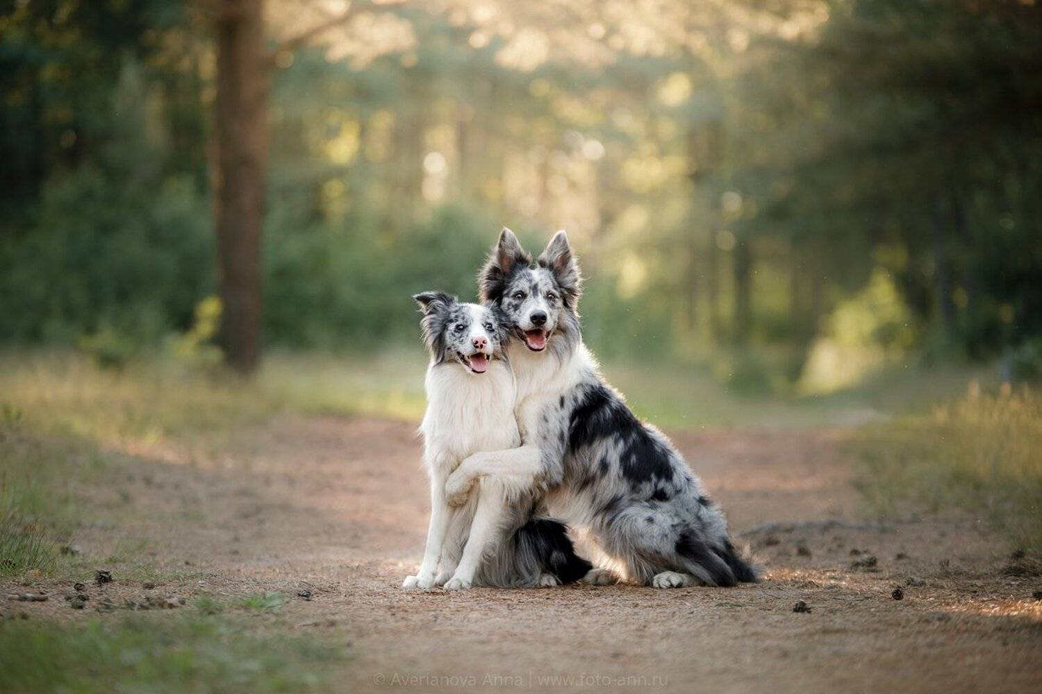 природа, собаки, Анна Аверьянова