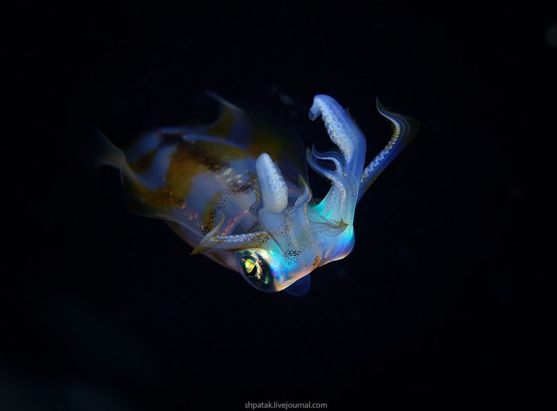 Филиппины. Анилао. Бриллианты в ночи. фото превью