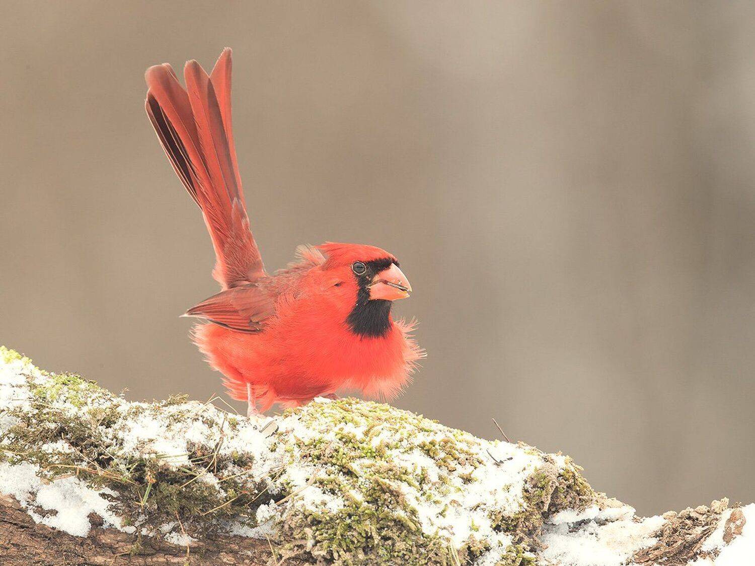 красный кардинал, northern cardinal,cardinal, кардинал, snow,снег, птицы на снегу, Elizabeth Etkind