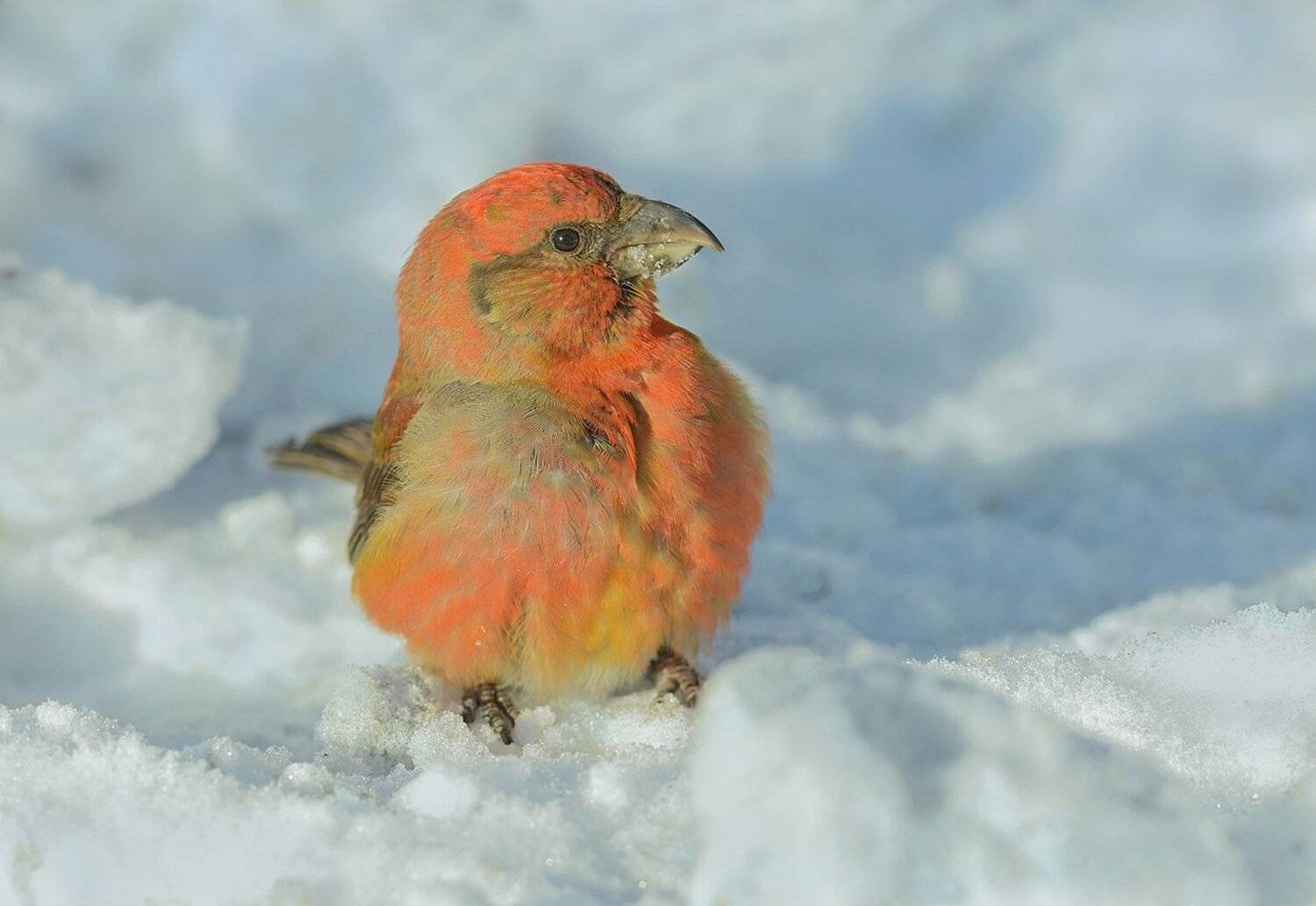 клёст еловик,самец,снег,яркий, Иван