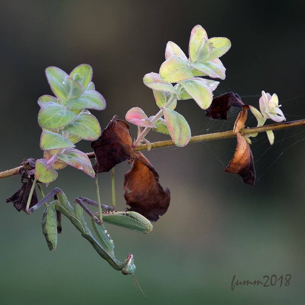 , Игорь ФУММ