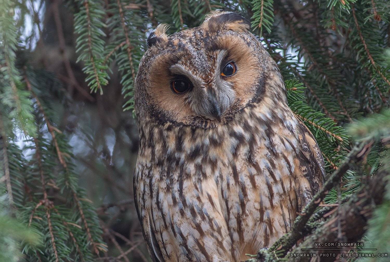 owl, wildlife, wildlife photography, анималистика, сова, ушастая сова, фотоохота, birds, nature, Snowrain