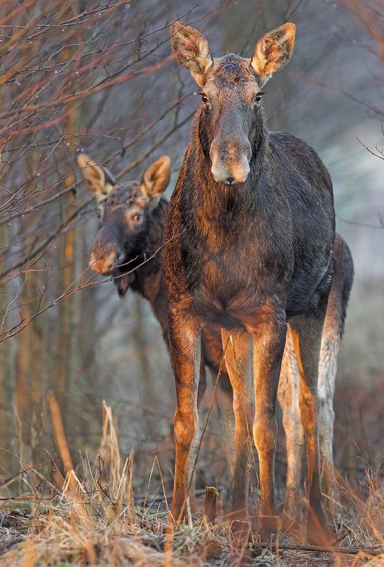 Лось фото превью