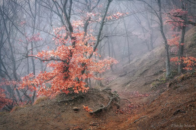 крым,landscape,travel,russia,демерджи, туманый лес фото превью