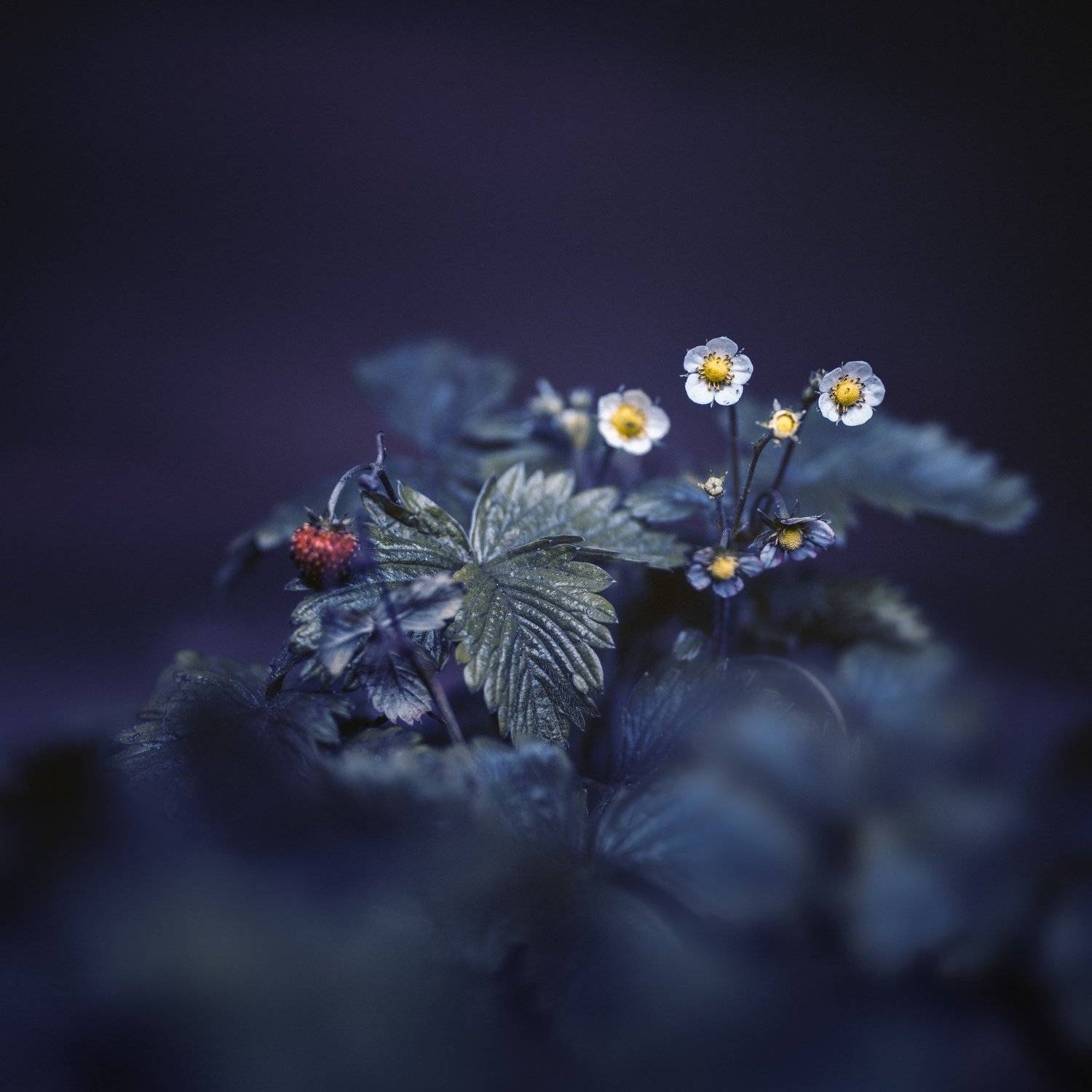 , Kristina Zvinakeviciute