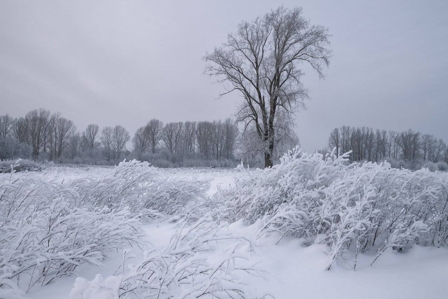 мороз, зима, снег, дерево, поле, иней, Смольский Евгений