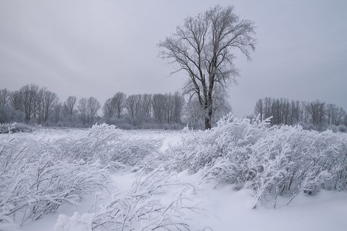 Снежное безмолвие
