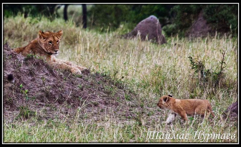 кения КЕНИЯ. НАЦ. ПАРК МАСАИ МАРА ПОСВЯЩЕНИЕ В ПРАЙД фото превью