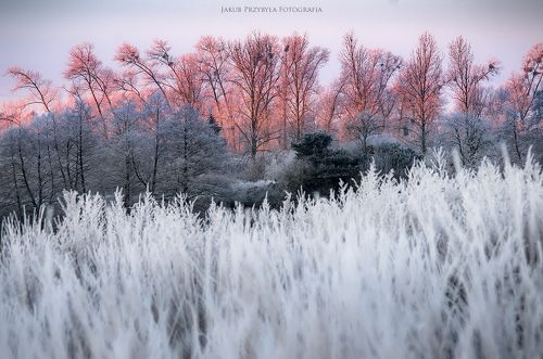 Frosty morning