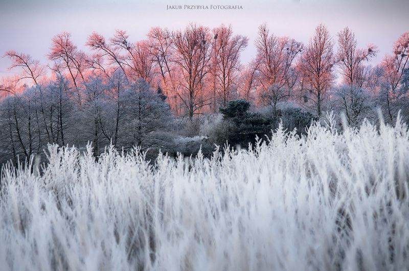 winter,morning,jakubprzybyla,pentax Frosty morning фото превью