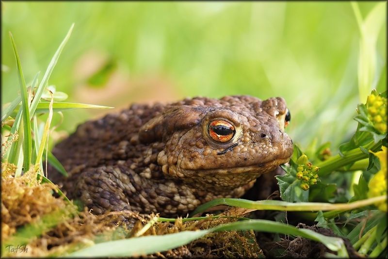 жабы, земноводные, животные,  Bufonidae, московская область, Bufo bufo Жабёнок и его мама фото превью