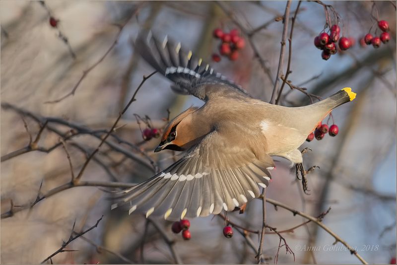 птицы, природа, свиристель, bombycilla garrulus, bohemian waxwing, январь, зима, 2018, москва, куркино Прыжок фото превью