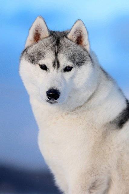 , Андрей Ершов