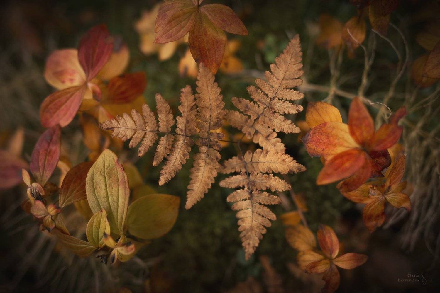 кольский полуостров, ловозерские тундры, осень, тайга, папоротник, жёлтый, красный, листья, макро, Степаненко Ольга