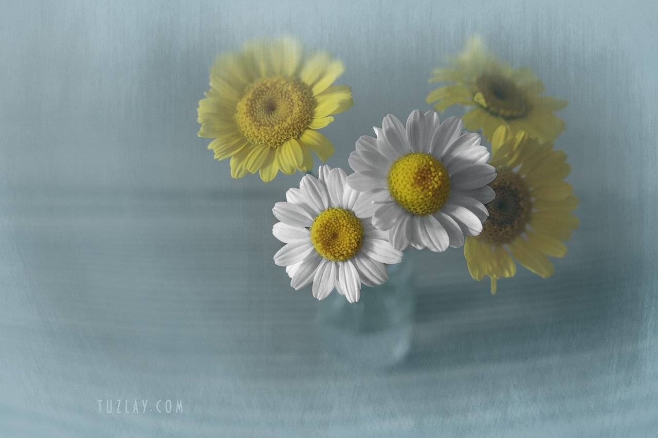 лето во флаконе, пузырек, пупавки, ромашки, Владимир Тузлай