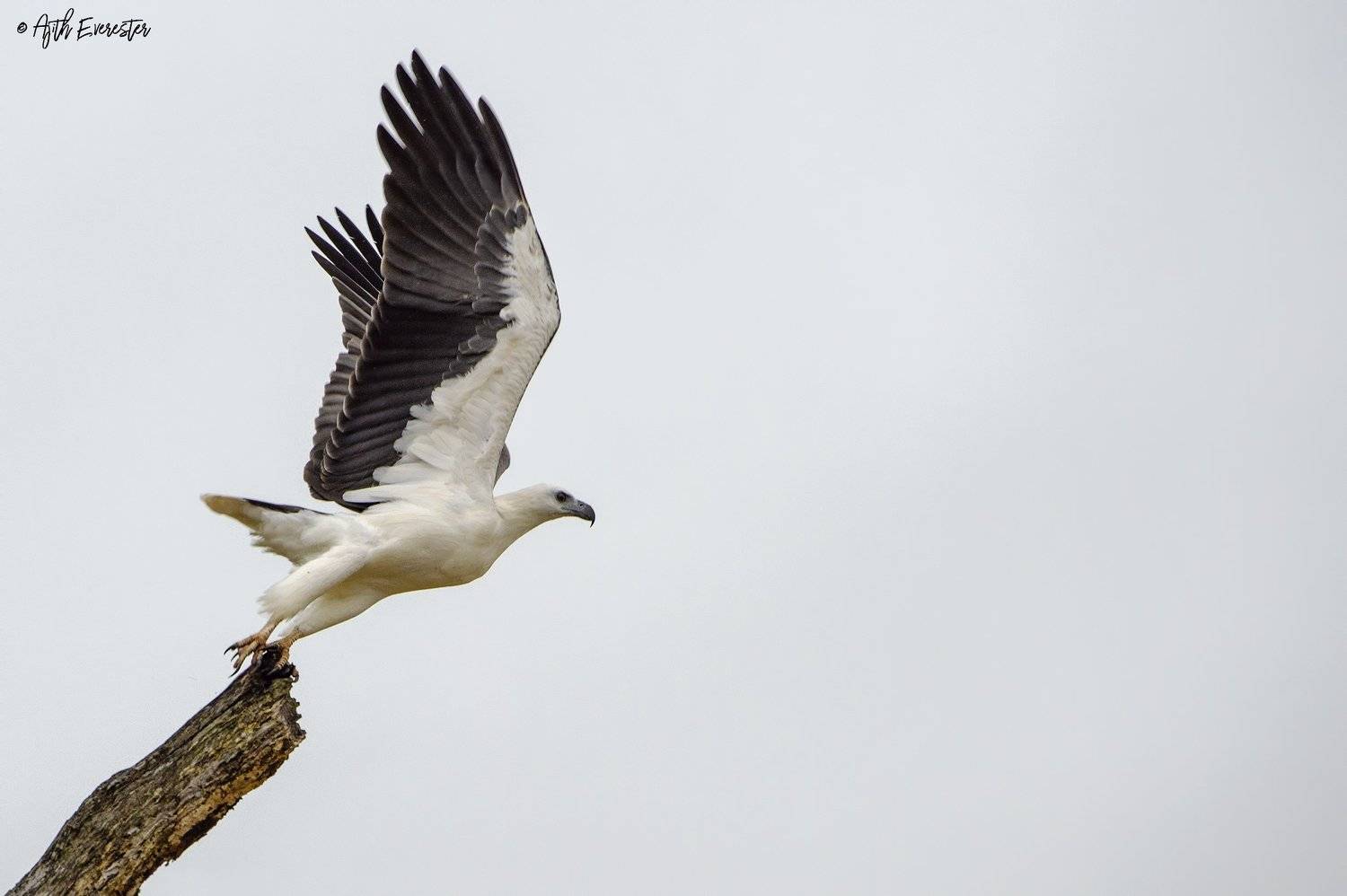 Sea Eagle, Srilanka, Yala, Nikon, Bird, Ajith Everester