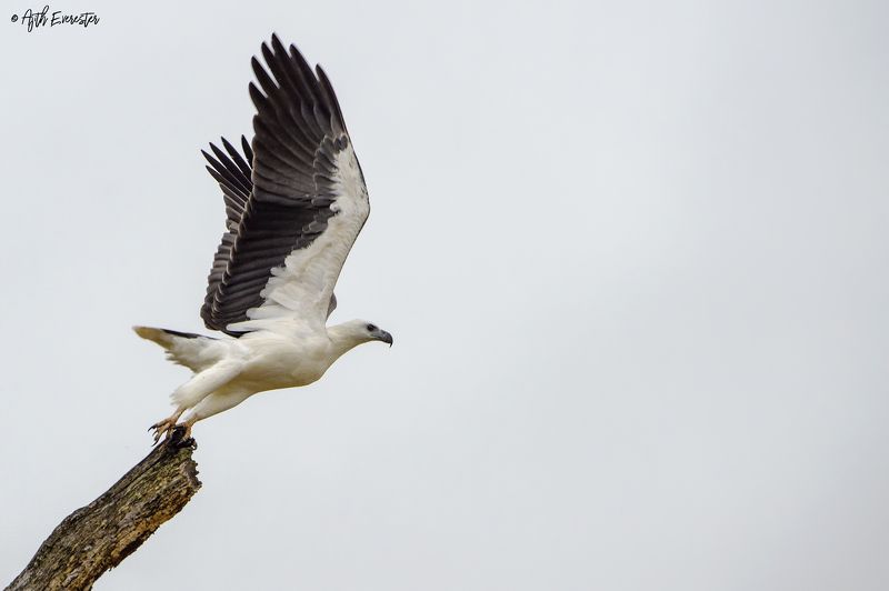 Sea Eagle, Srilanka, Yala, Nikon, Bird White Bellied Sea Eagle фото превью