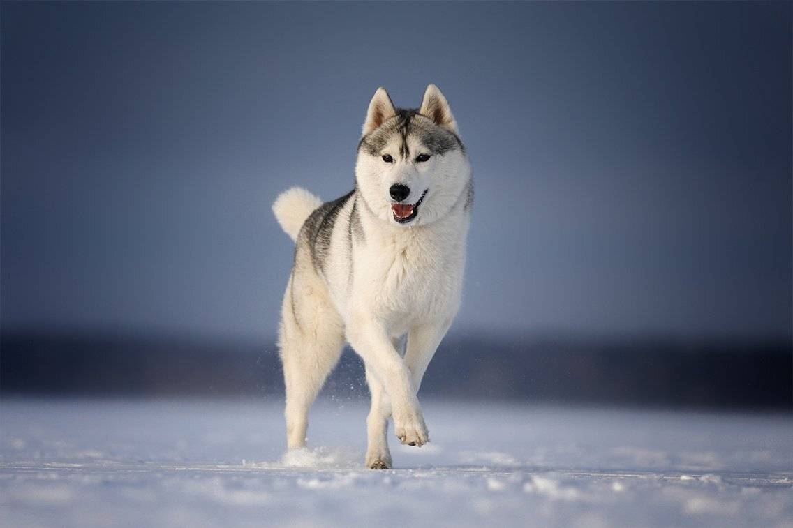 , Андрей Ершов