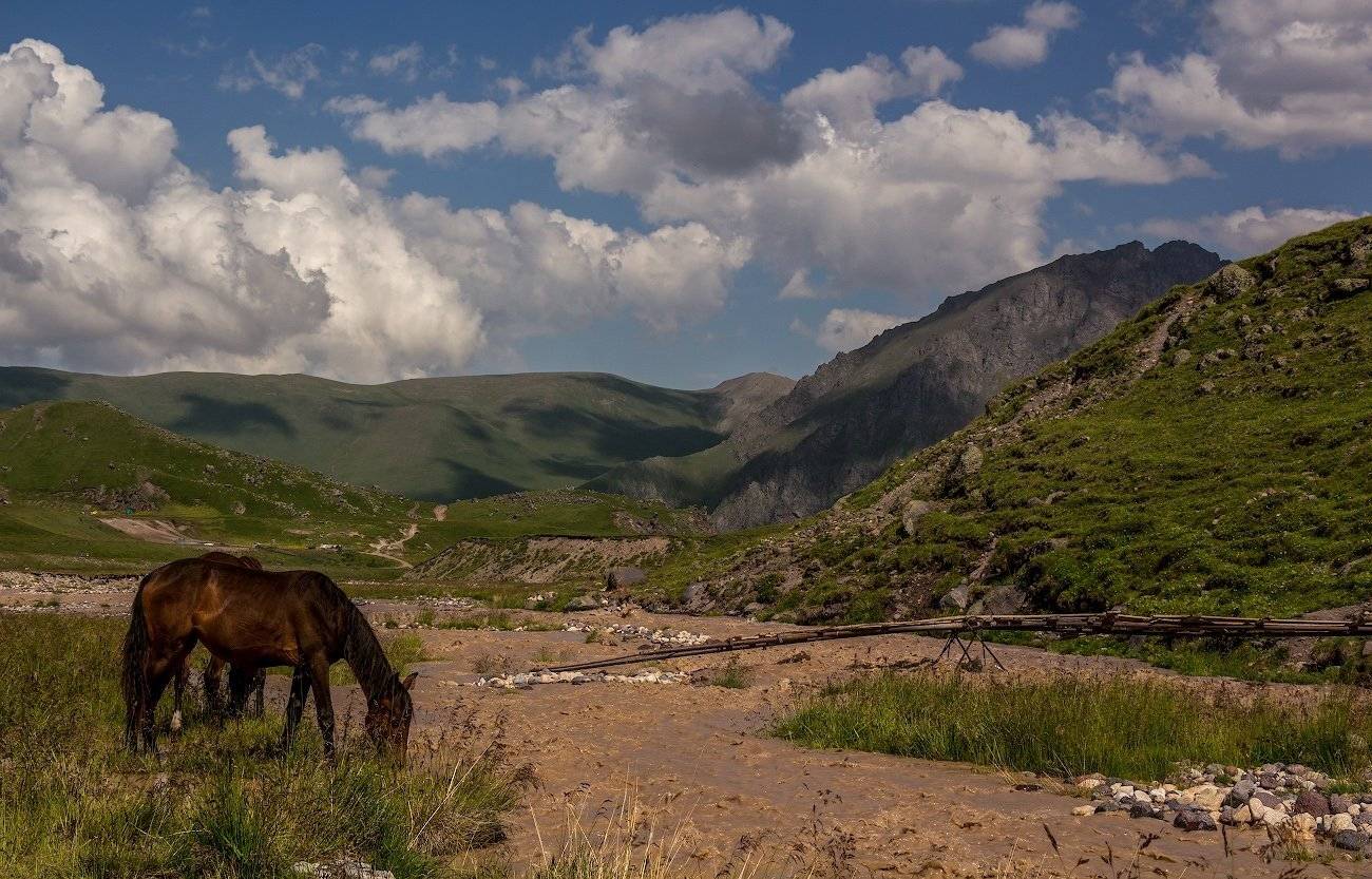 горы, кони, лето, Эстелла