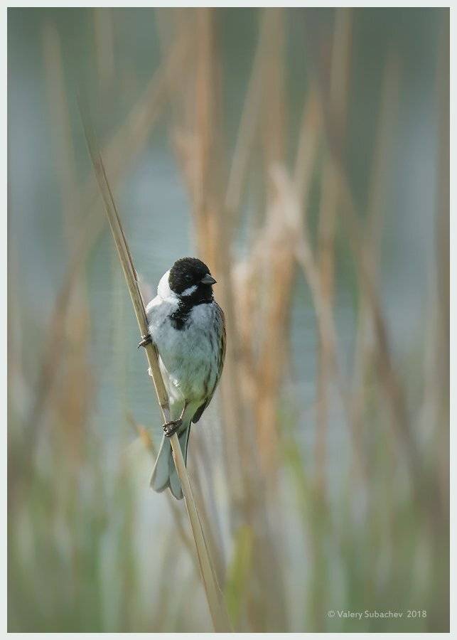 , Валерий Субачев