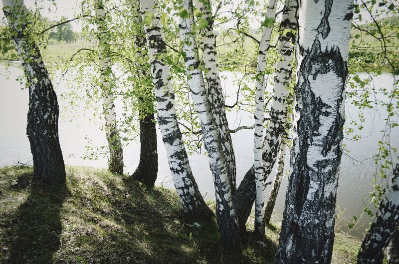 березы, река, лето, весна, анна салтыкова *** фото превью