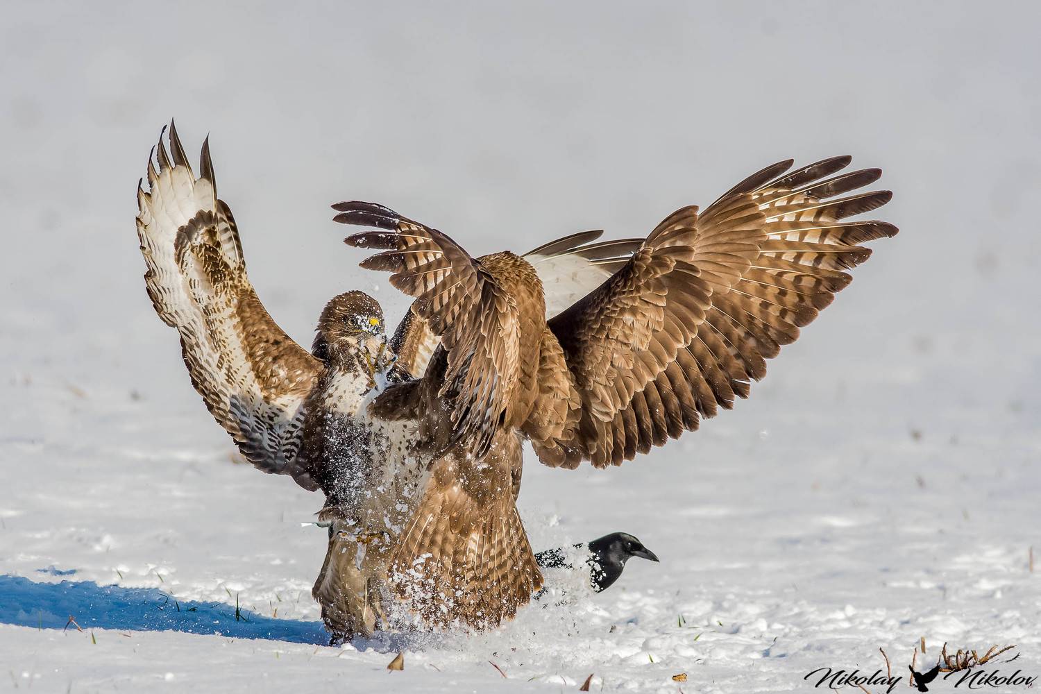 buzzard,winter,snow,fight,wildlife,fury,birds,action,lanscape, Nikolay Nikolov