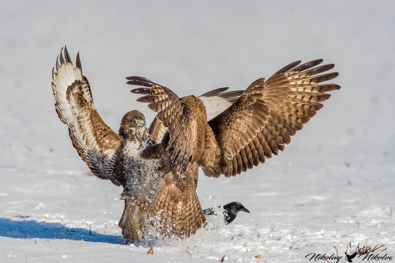 buzzard,winter,snow,fight,wildlife,fury,birds,action,lanscape common buzzard fight фото превью