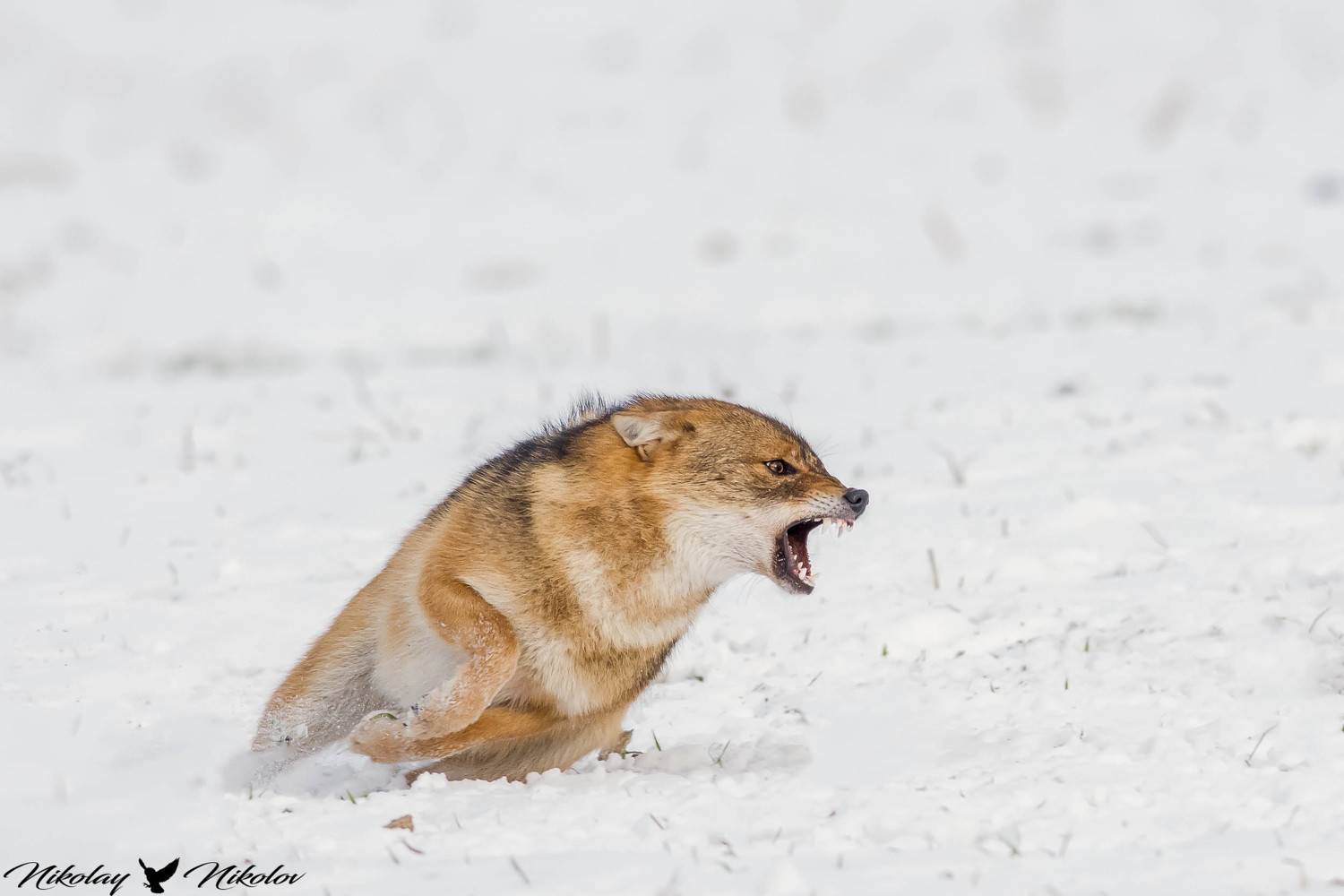 jackal,winter,snow,wildlife,landscape,run,action,fury,range, Nikolay Nikolov