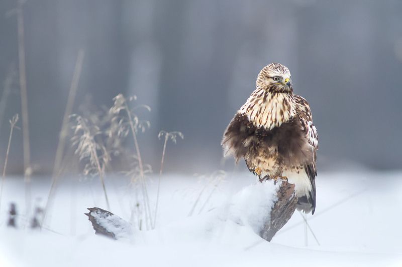 buteo lagopus, poland, dolinanarwi, nature, animals Winter фото превью