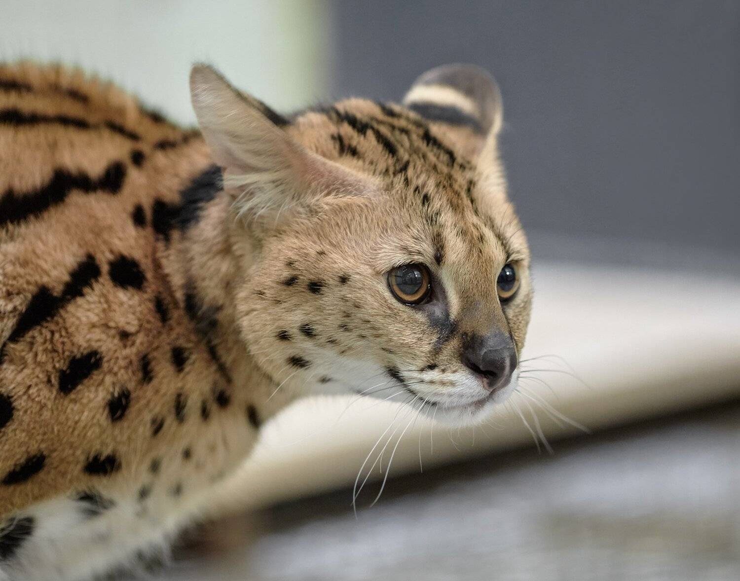 сервал, Олег Богданов