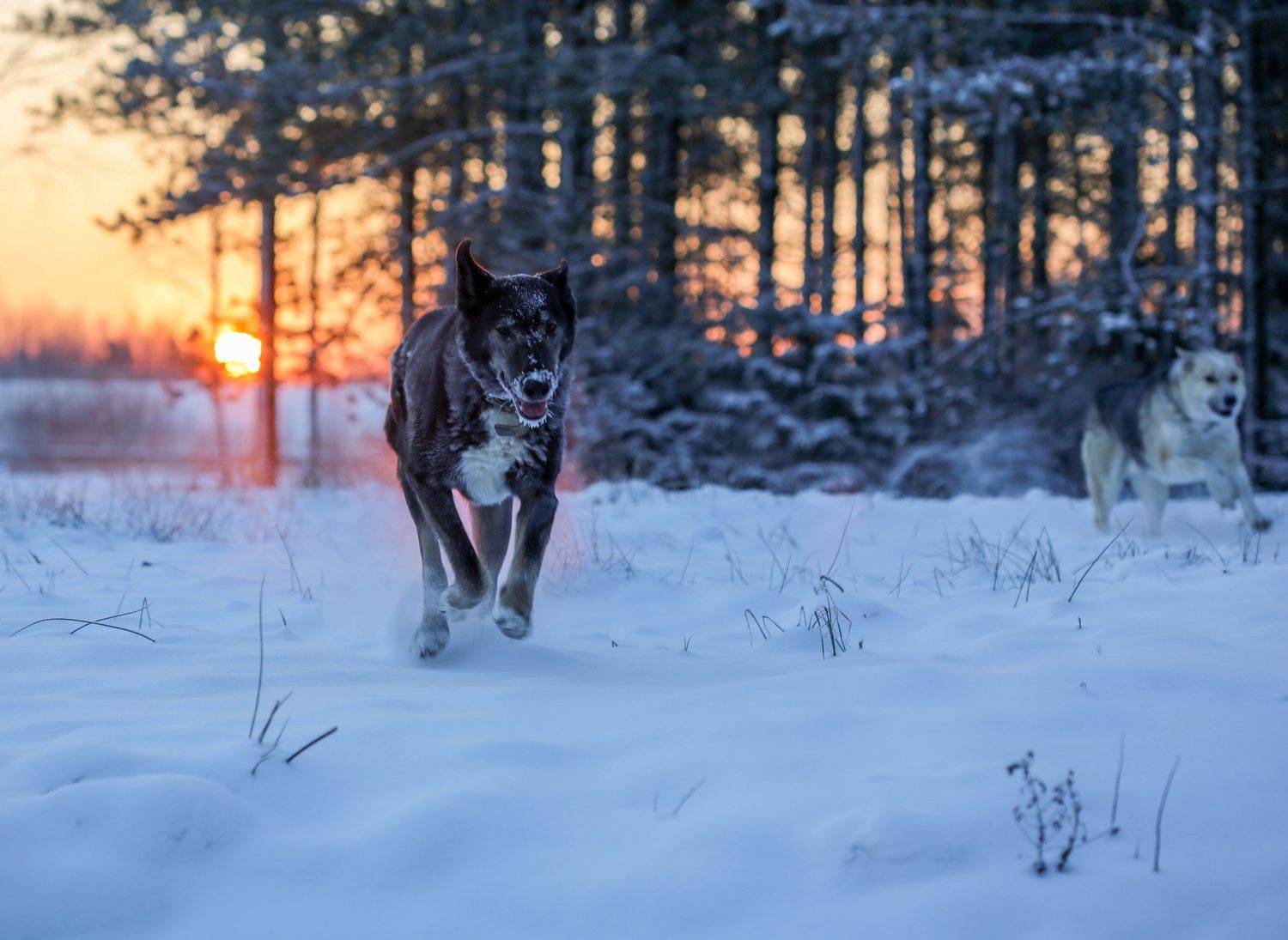 , Сергей Корнильев