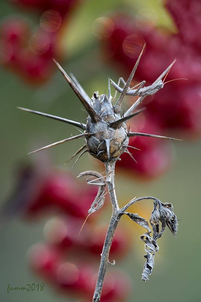 , Игорь ФУММ