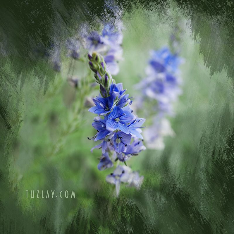 холст, цветы, флора, квадрат Квадратики в стиле Акварель фото превью