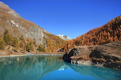 Mosiesee