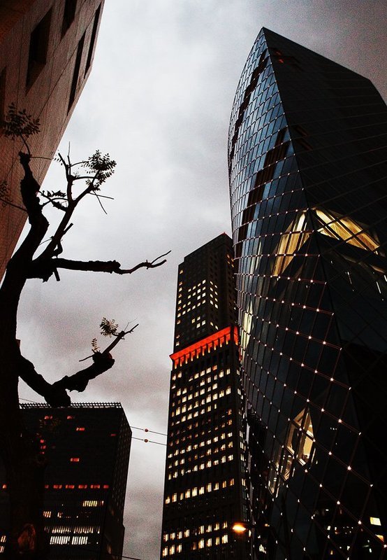 Акация фото превью