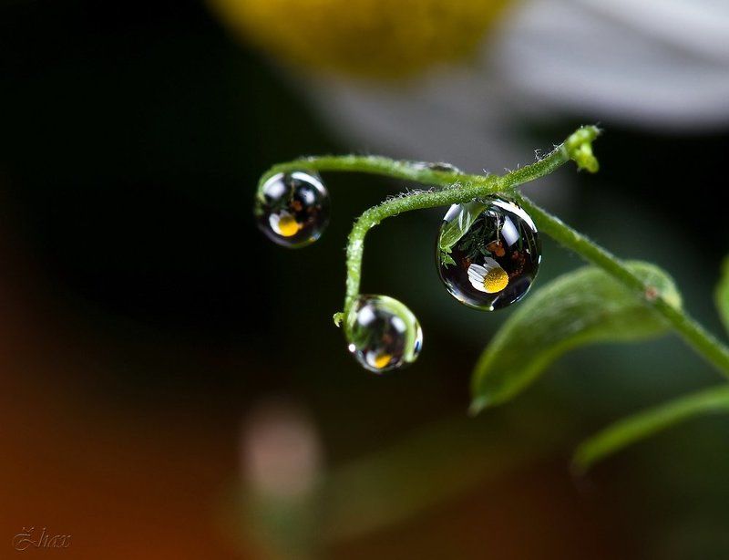 макро, капли Капитоши :-) фото превью