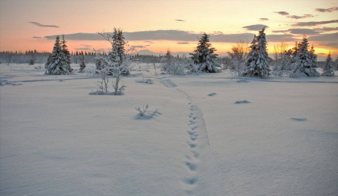 кольский, полуостров, зима, locus