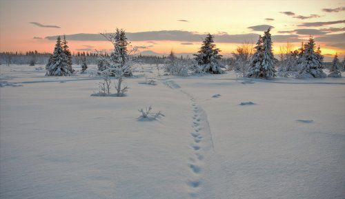 Зимний пейзаж