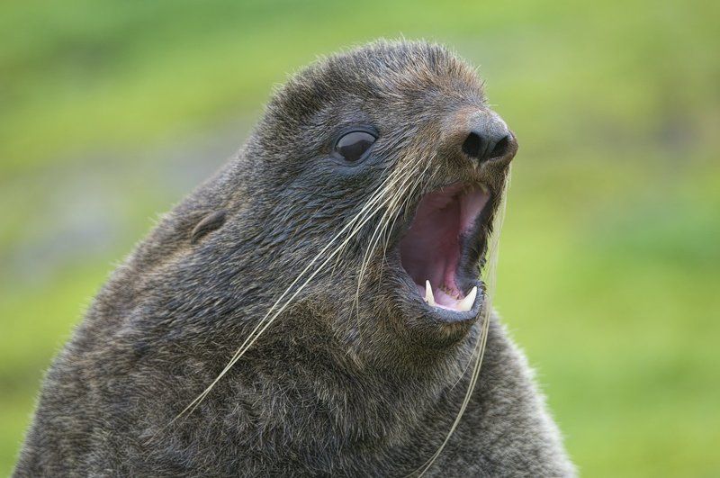 Секач фото превью