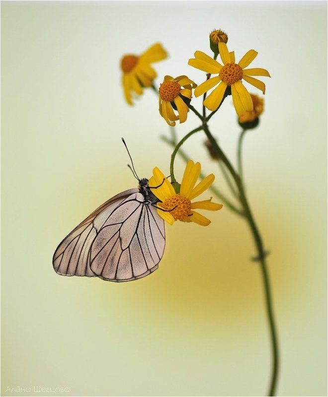 ромашка, боярышница *** фото превью