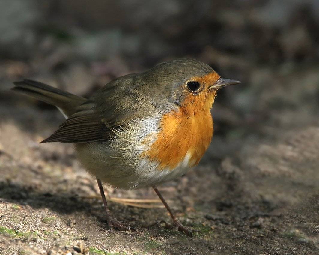 животные, птицы, малиновка, Зоя Лаптева
