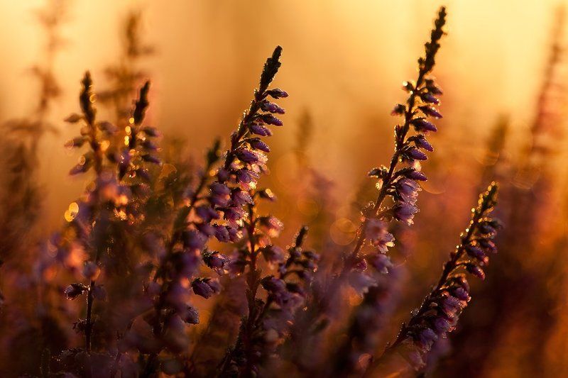 вереск, утро, роса вереск утром фото превью