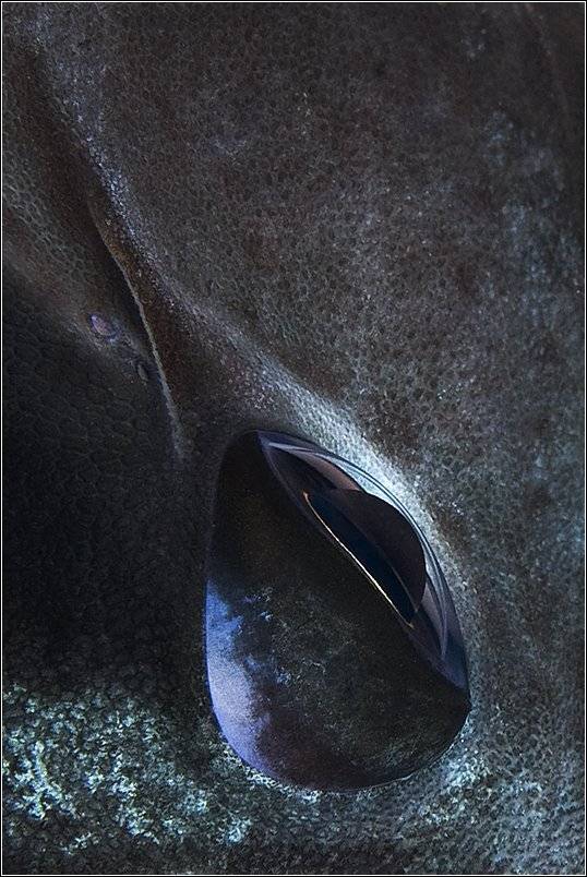 , Владимир Жданов