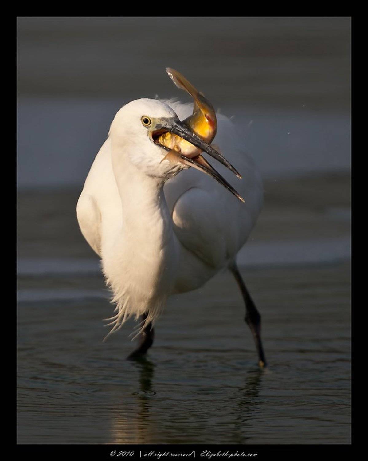 малая, белая, цапля, egretta, garzetta, израиль, Elizabeth Etkind