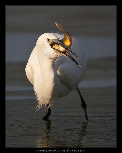 Little Egret