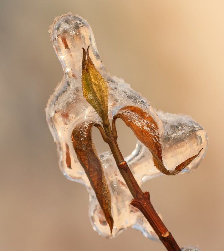 зима, цветок, лед Дыхание Снежной королевы фото превью