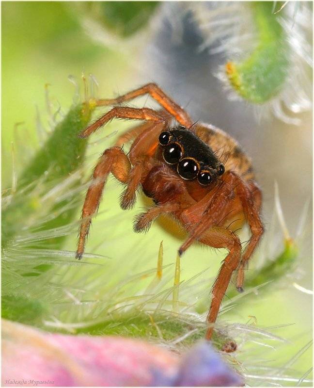паукообразные, паук, скакунчик, Надежда Муравьёва