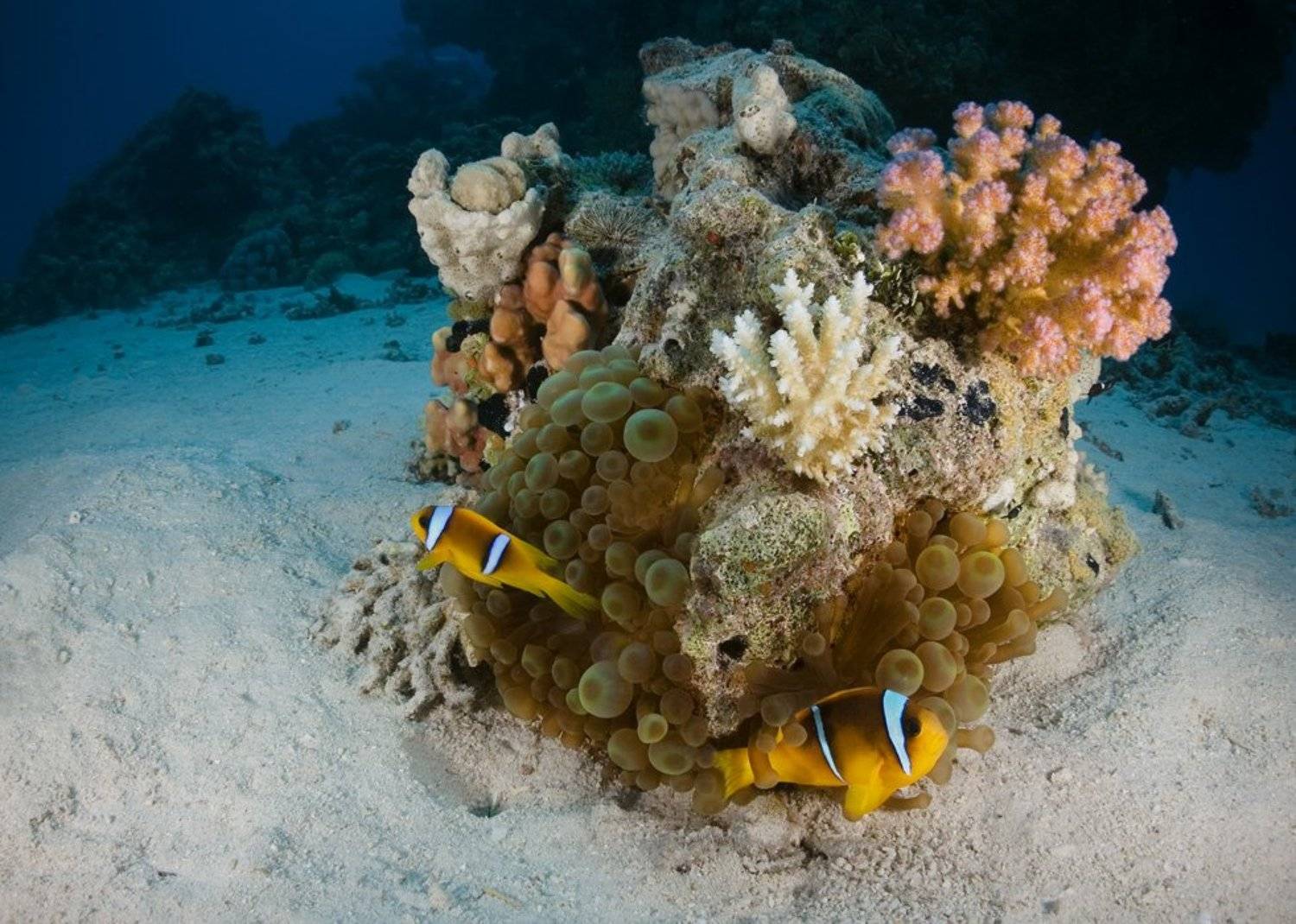 красное море, подводный ландшафт, амфиприон, Андрей Макеев