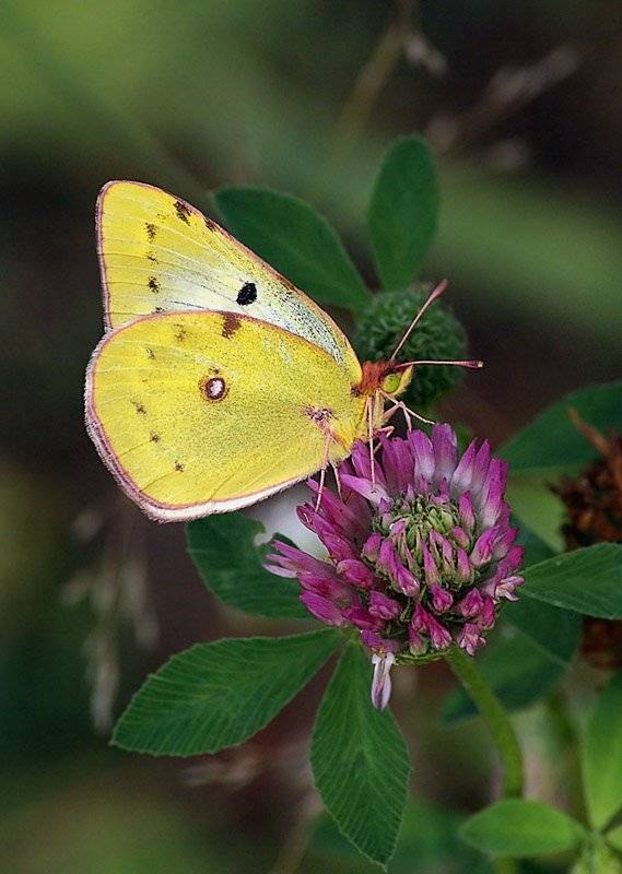 бабочка, желтушка, луговая, Cheplenko Aleksey